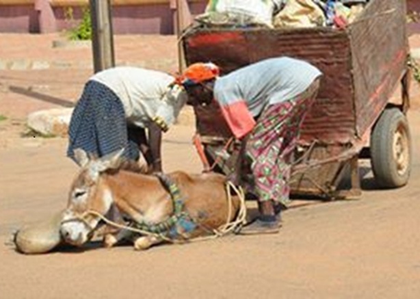 Maltraitance animale : le ministre de l’Intérieur actionne les gouverneurs Maltraitance animale : le ministre de l’Intérieur actionne les gouverneurs