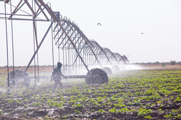 PRODAC : Diomaye dépêche une mission d’inspection aux DAC de KMS et de Dodji