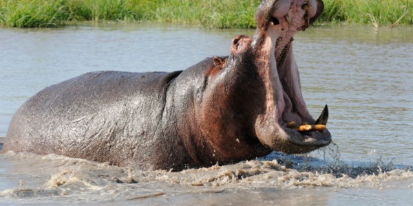 Tambacounda: l'hippopotame de retour et blesse plusieurs personnes Tambacounda: l'hippopotame de retour et blesse plusieurs personnes