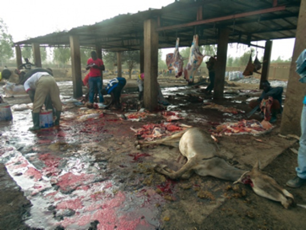 La Gendarmerie de Yarakh met la main sur un homme qui dépeçait un âne