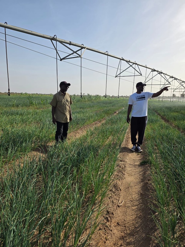 Ousmane Sonko : « Le pari de la souveraineté est d’abord un pari individuel » Ousmane Sonko : « Le pari de la souveraineté est d’abord un pari individuel »