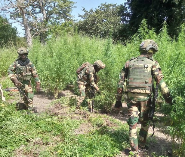 Casamance : un militaire tué lors d’une opération contre des champs de chanvre indien (DIRPA)