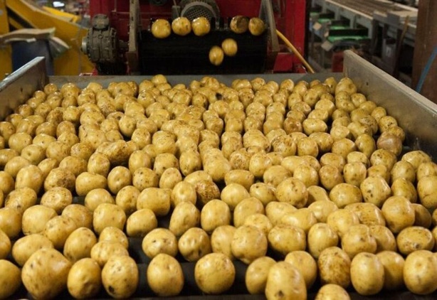 Belgique : surproduction, les pommes de terre ne valent plus rien Belgique : surproduction, les pommes de terre ne valent plus rien