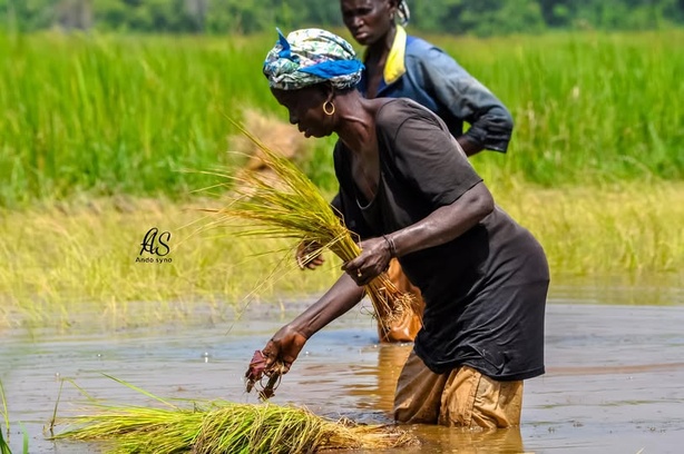 Sénégal : et si les femmes rurales détenaient la clé de la souveraineté alimentaire ? Sénégal : et si les femmes rurales détenaient la clé de la souveraineté alimentaire ?