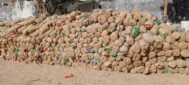 Coup de filet dans le Sud : 9,25 tonnes de chanvre indien saisies par l’armée