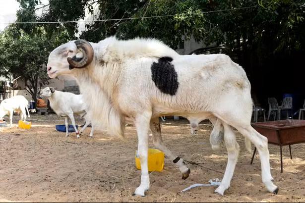 Tabaski : le Sénégal enregistre 390 350 moutons à 21 jours de la fête Tabaski : le Sénégal enregistre 390 350 moutons à 21 jours de la fête