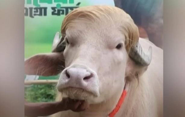 Au Bangladesh, un buffle surnommé « Donald Trump » devient viral Au Bangladesh, un buffle surnommé « Donald Trump » devient viral