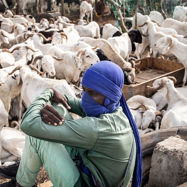 Tabaski 2026 : plus de 143 000 moutons invendus sur le marché national Tabaski 2026 : plus de 143 000 moutons invendus sur le marché national