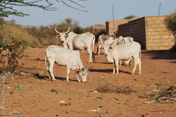 Birkelane : 22 vaches meurent après avoir ingéré des pousses de sorgho Birkelane : 22 vaches meurent après avoir ingéré des pousses de sorgho