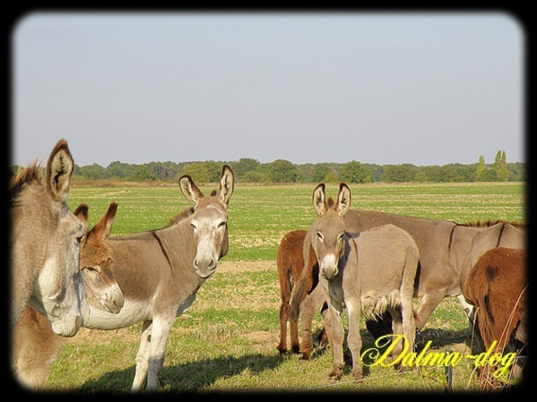 Un troupeau d’ânes suspect à Ziguinchor: Les populations craignent pour leur consommation Un troupeau d’ânes suspect à Ziguinchor: Les populations craignent pour leur consommation