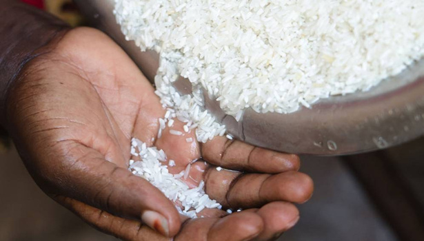 Contamination du riz : l’ITA apporte des éclaircissements sur les analyses d’aflatoxine