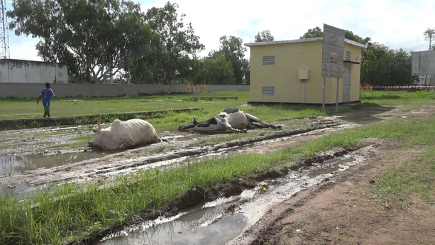 Ziguinchor : deux vaches électrocutées, les éleveurs accusent la Senelec de négligence