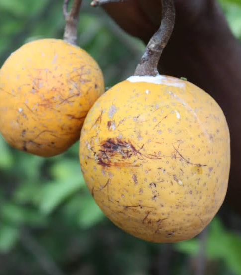 Patrimoine : le « Madd » de Casamance décroche une reconnaissance internationale