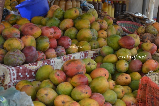 Casamance : Sadio Mané mise près de 12 milliards FCFA sur la mangue Casamance : Sadio Mané mise près de 12 milliards FCFA sur la mangue