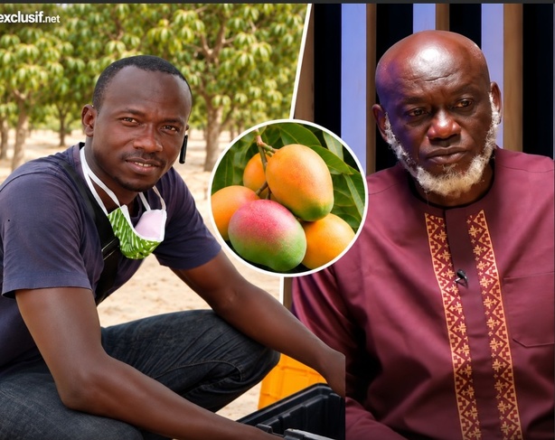 Après l’alerte de Bassoum sur le projet SM10 Agro, Youssouph Diatta réplique : « La Casamance dispose de variétés de mangues adaptées à la transformation »