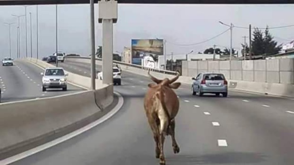 C'est au cœur de la capitale Sénégalaise C'est au cœur de la capitale Sénégalaise