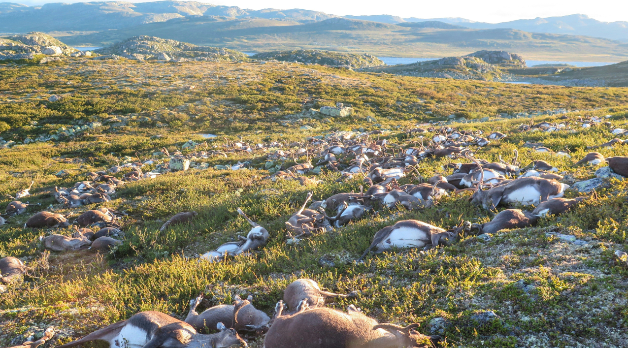 "Jamais vu ça" : plus de 300 rennes meurent foudroyés en Norvège