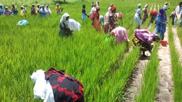Détournement des milliards de l’agriculture : le lobby intouchable des opérateurs semenciers