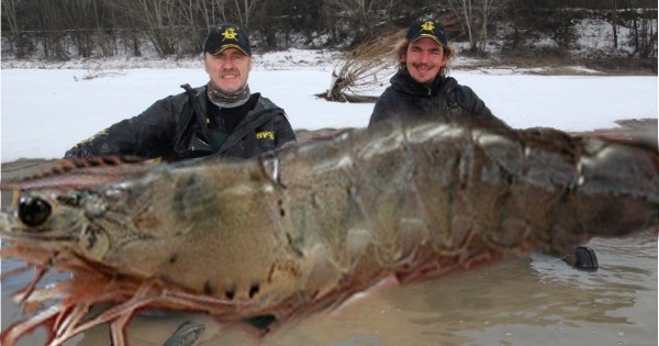 Des pêcheurs canadiens attrapent une crevette avec un record de 145 kilos