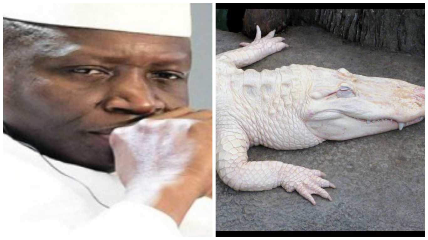 Le crocodile "fétiche" de Yahya Jammeh a été tué