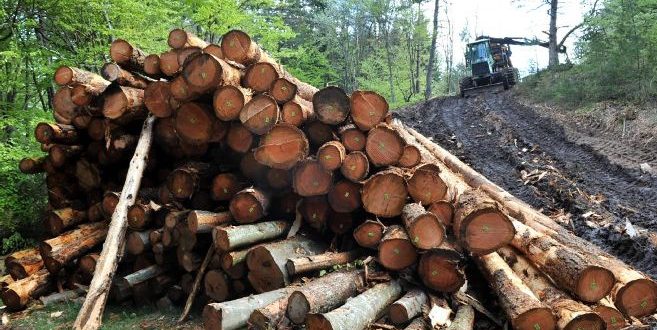 Affrontements armes à la frontière avec la Guinée-Bissau : Des exploitants forestiers, cibles de groupes d’auto-défense...