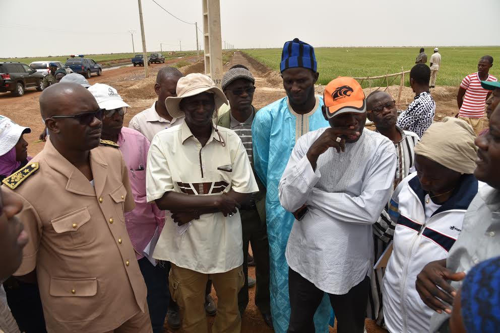 Serigne Mboussobé Bousso en tournée économique au Nord : « il est possible de réaliser l'autosuffisance  en riz grâce aux efforts consentis par le Président Macky Sall »