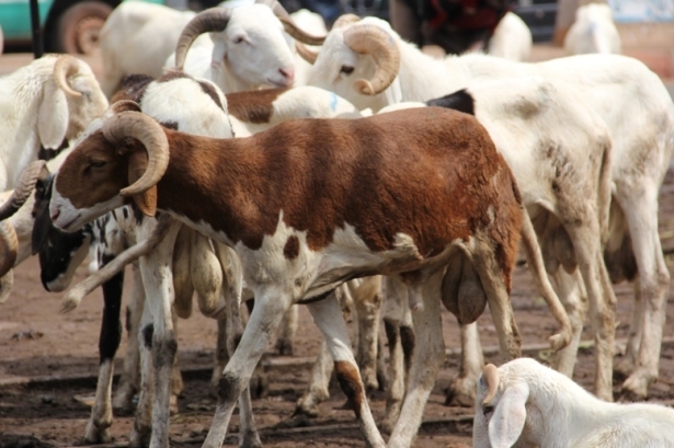 ZIGUINCHOR : les moutons de Tabaski « intouchables »