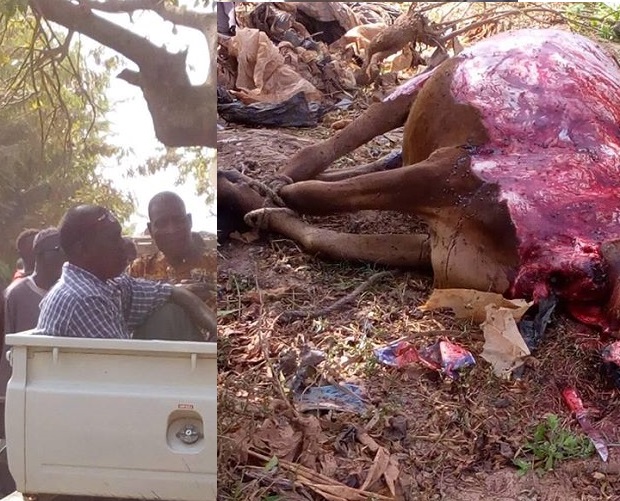 Horrible, des hommes ont enlevé la peau d'un bœuf vivant