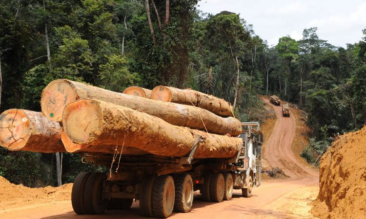 La guerre du bois en Casamance