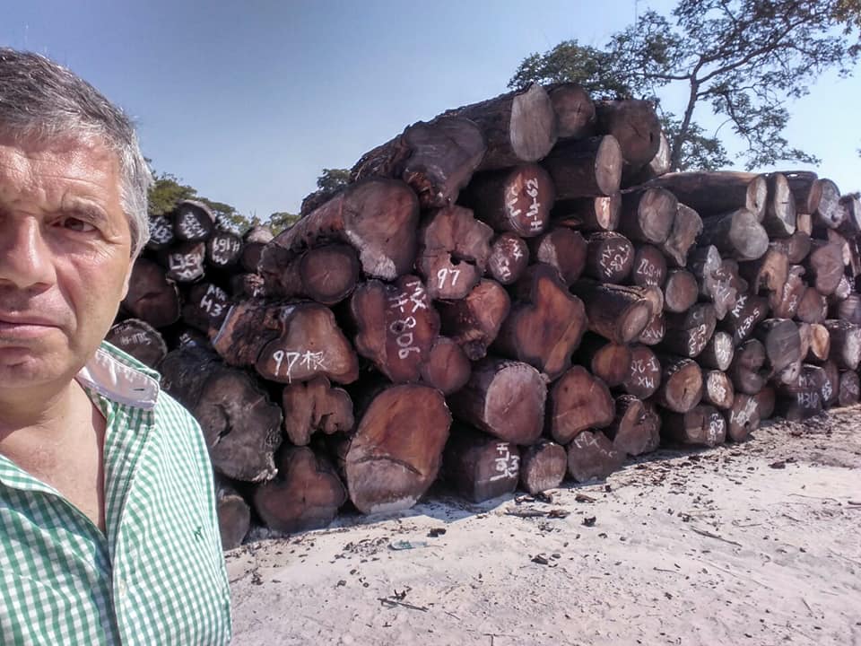 Scandale: le bois Casamançais en Gambie, un blanc revendique...