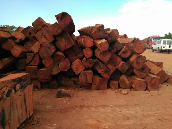 Bignona, un réseau de trafiquants de bois démantelé par les populations