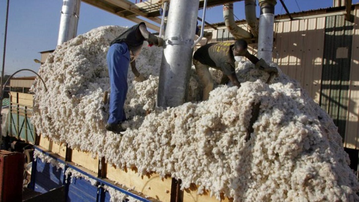 Le Burkina Faso perd sa 1ère place de producteur de coton