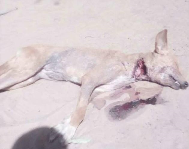 Violences inter-villageoises à Oussouye: un homme lynché, un chien égorgé et plusieurs dégâts. Les autorités muettes