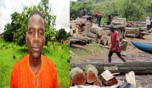 URGENT: Libération du maire Apériste cité dans une affaire de trafic de bois en Casamance 