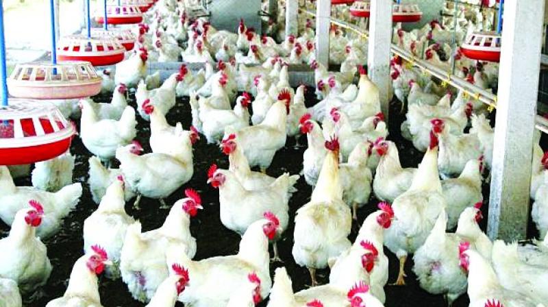 Les dessous d’une bataille dans l’aviculture Sénégalaise