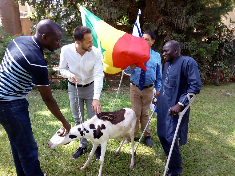TABASKI 2018: Israël offre des moutons aux nécessiteux Sénégalais 