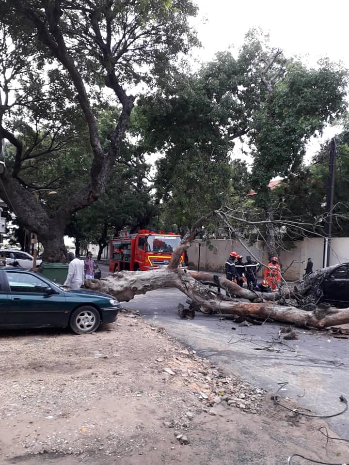 Un arbre tombe et barre la route allant vers Sandaga
