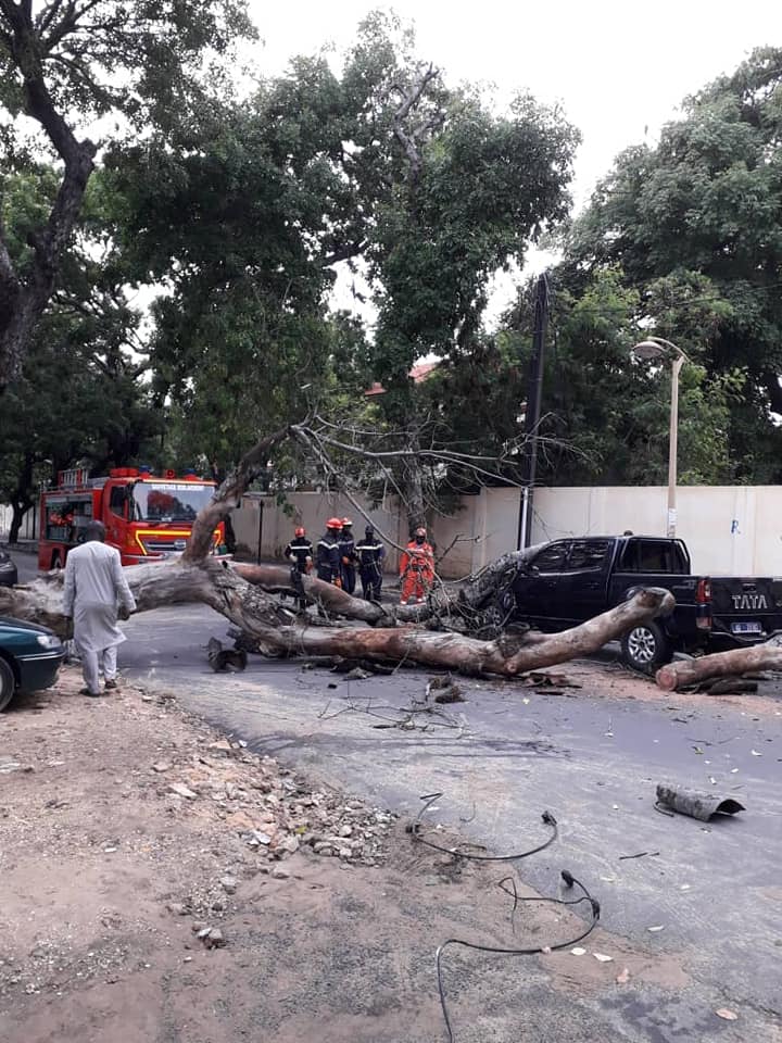 Un arbre tombe et barre la route allant vers Sandaga