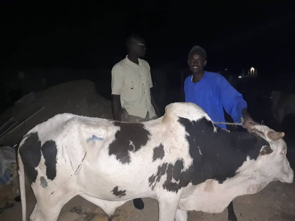 Gamou 2018 : Le ministre Amadou Ba paye des bœufs et chameaux pour Sérigne Béthio Thioune