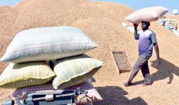 Une dette de 6 milliards bloque la campagne arachidière