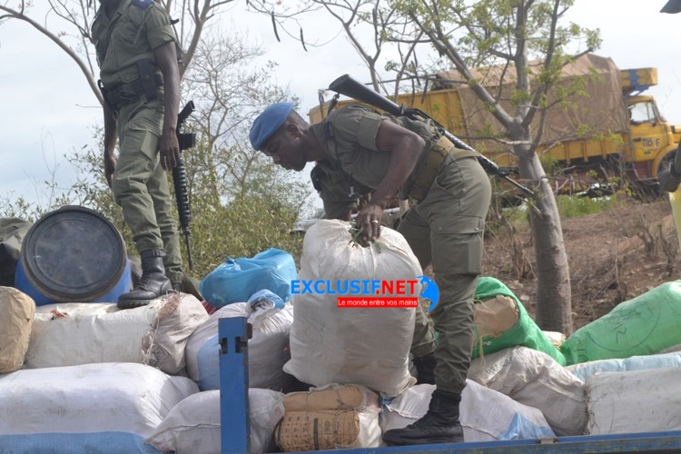 Joal : La gendarmerie saisit une tonne de chanvre indien