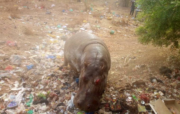 Kédougou: Un hippopotame sème la terreur avant d’être tué