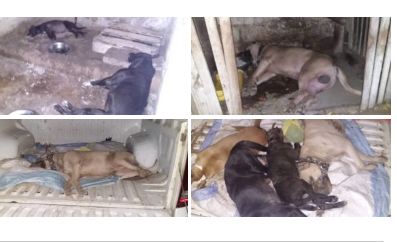 Exécution de pitbulls: Les images qui démentent  le sous-préfet