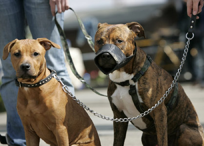 Affaire du Pittbull qui a amoché le talibé à Pikine: Le propriétaire condamné 