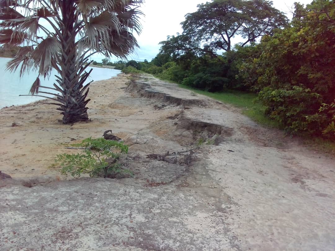 Lutte contre la "déforestation" au Sud: Le programme "Un Casamançais un arbre" lancé