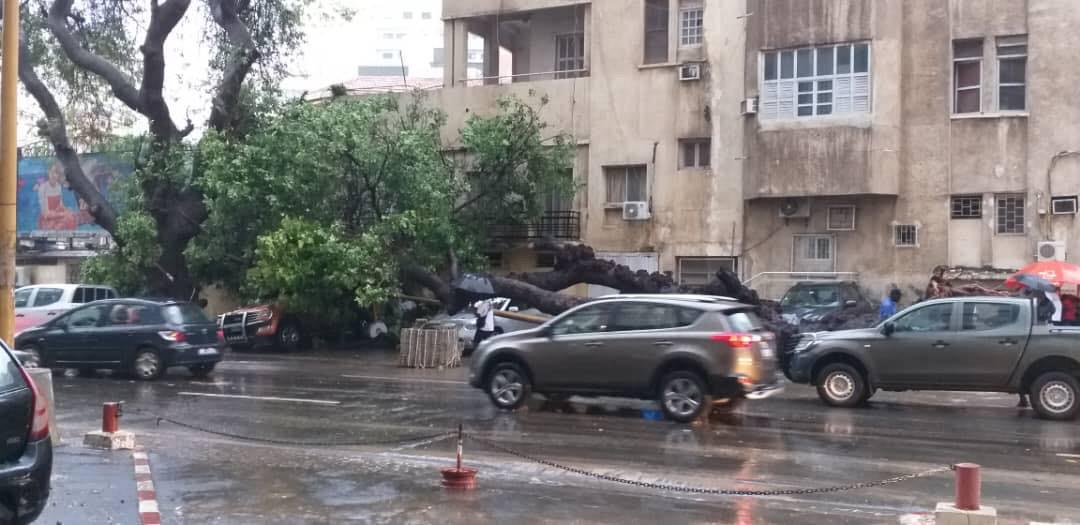 Violent orage : Un arbre déraciné par le vent, fait des dégâts devant Sorano...