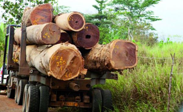 Trafic de bois :23 camions de cailcédrat et de vène saisis à Bignona