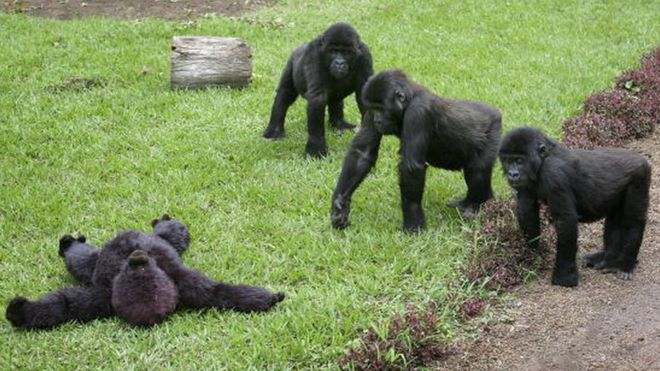 La foudre tue quatres gorilles en Ouganda