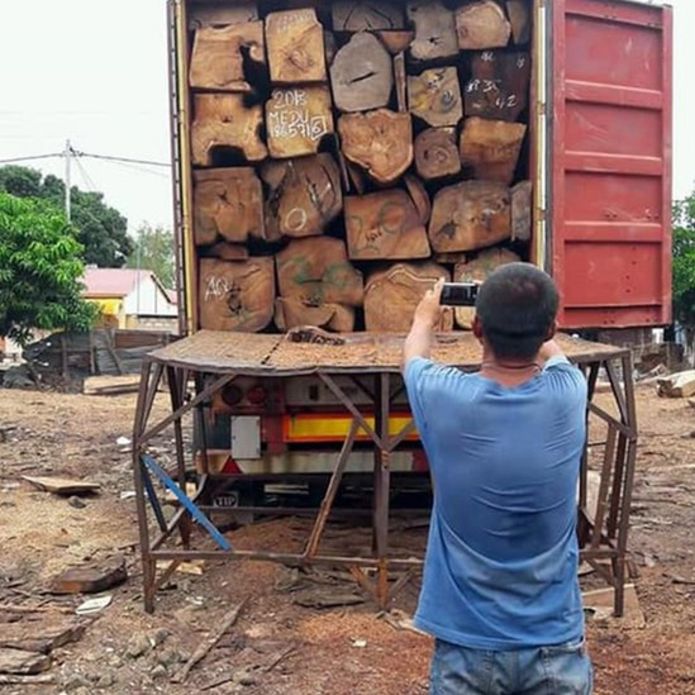 Trafic de bois de rose en Casamance: un Suisse accusé de pillage par une ONG