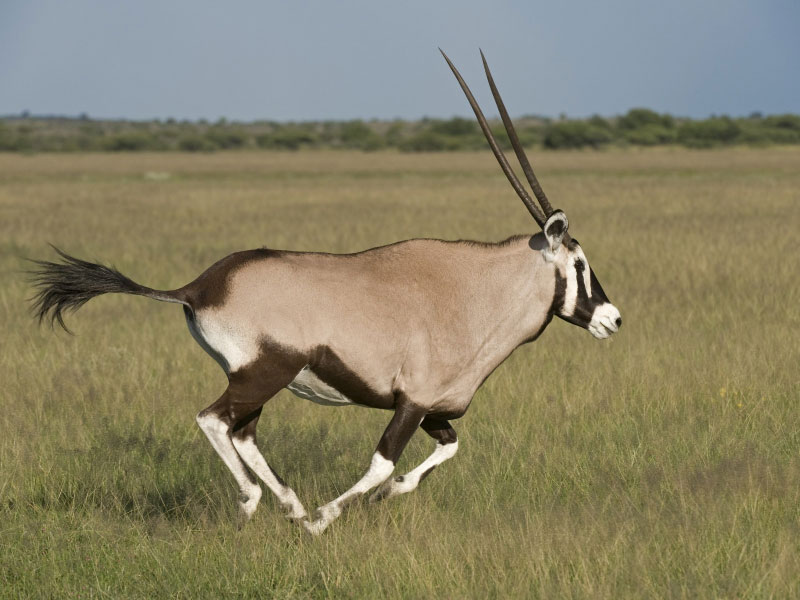 Histoire de gros sous : Une gazelle oryx peut coûter jusqu’à 327 millions